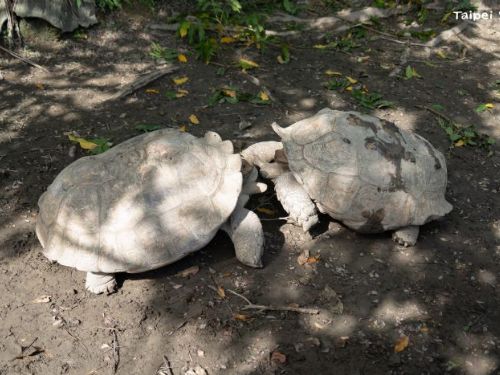 不是救龜，是開戰！揭密蘇卡達象龜「翻車對決」與保育員的暖心勸架日常